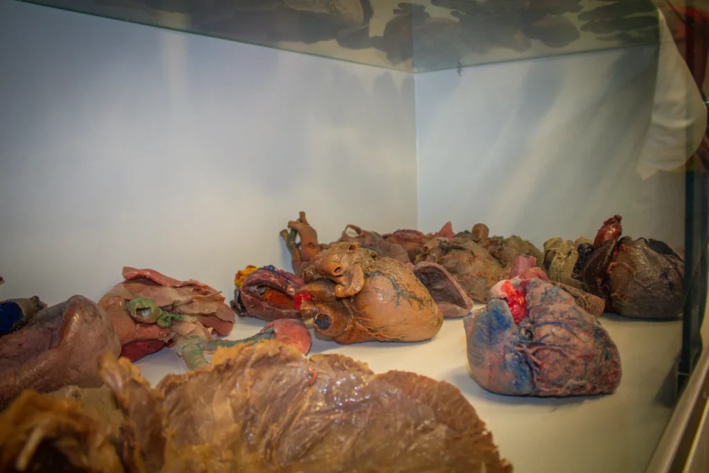 Modelos anatómicos en exhibición educativa.